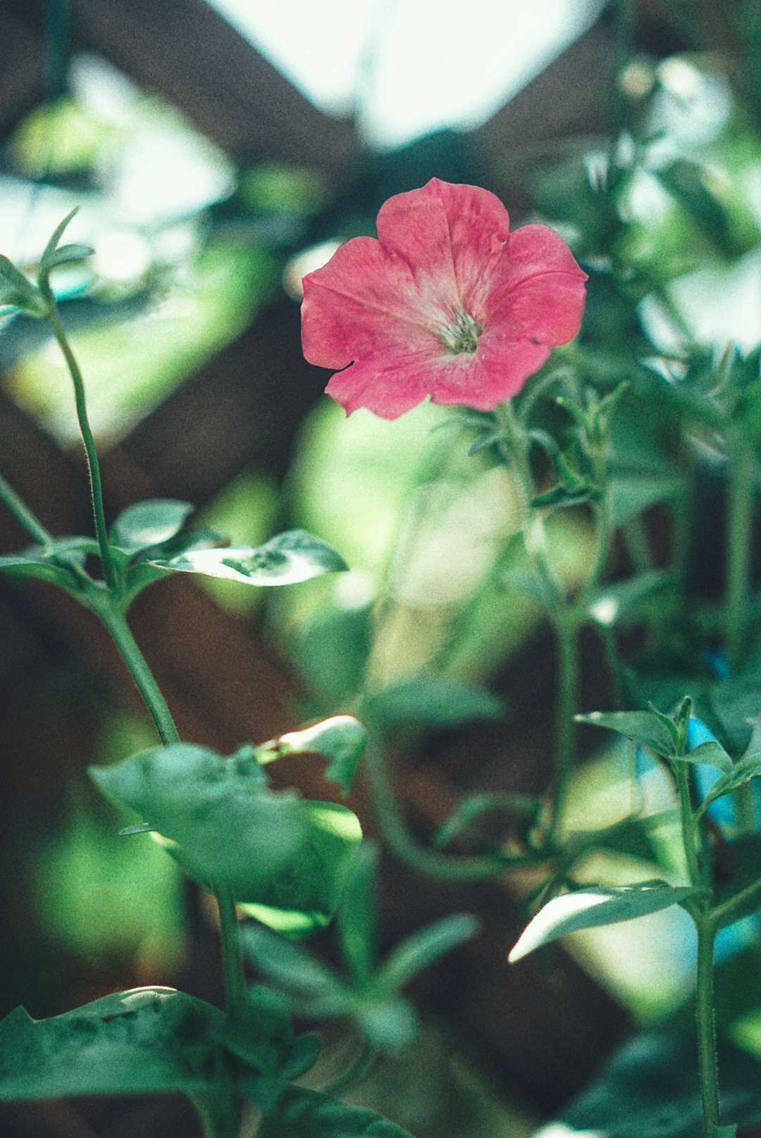 那些花儿（图ZMTc0NzAyNDIw） - 人文/纪实摄影 - 站酷设计师rinoa33原创素材 - 站酷ZCOOL