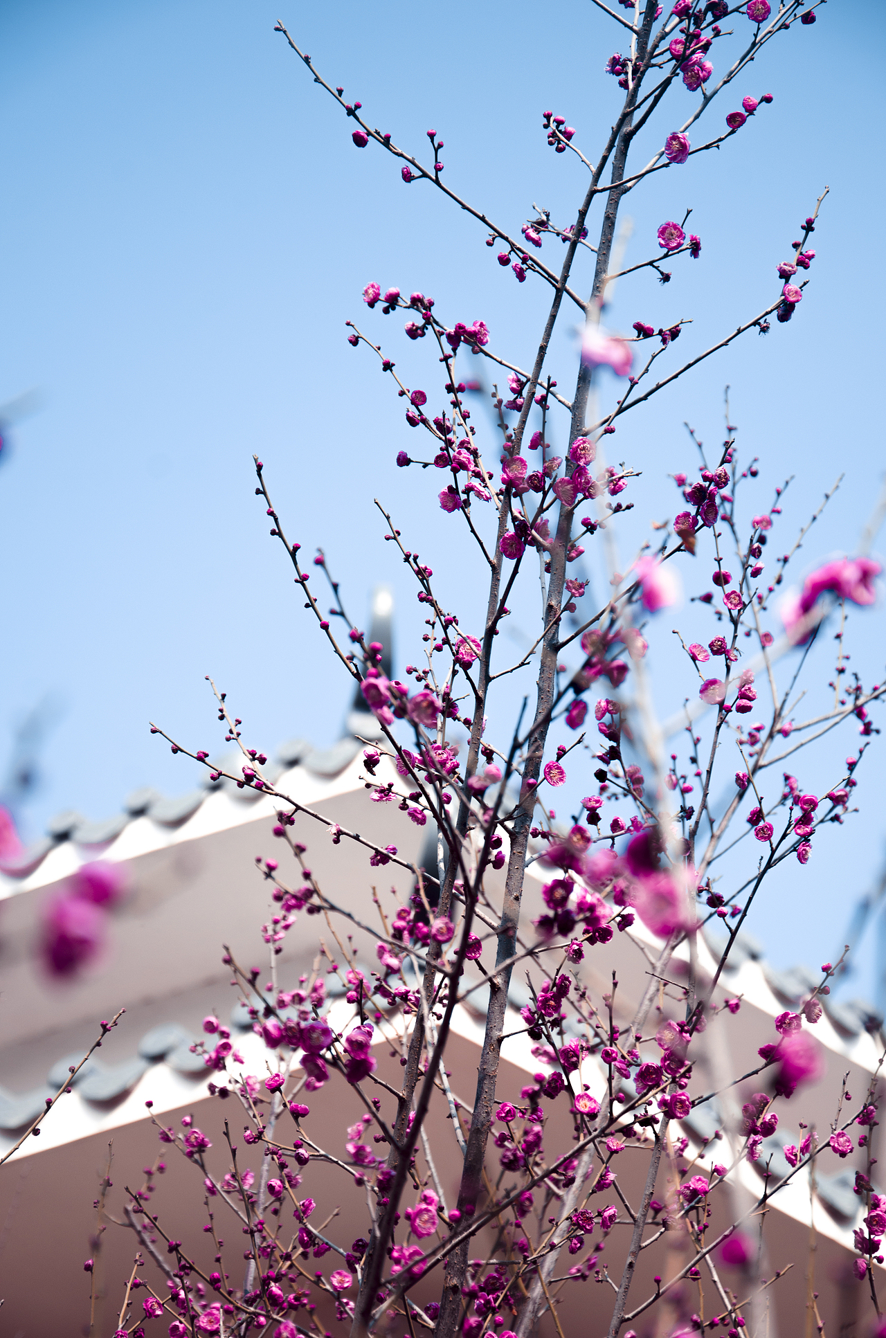 校园摄影（图ZMjY1ODgxMTY0） - 风光摄影 - 站酷设计师怪兽人坏原创素材 - 站酷ZCOOL