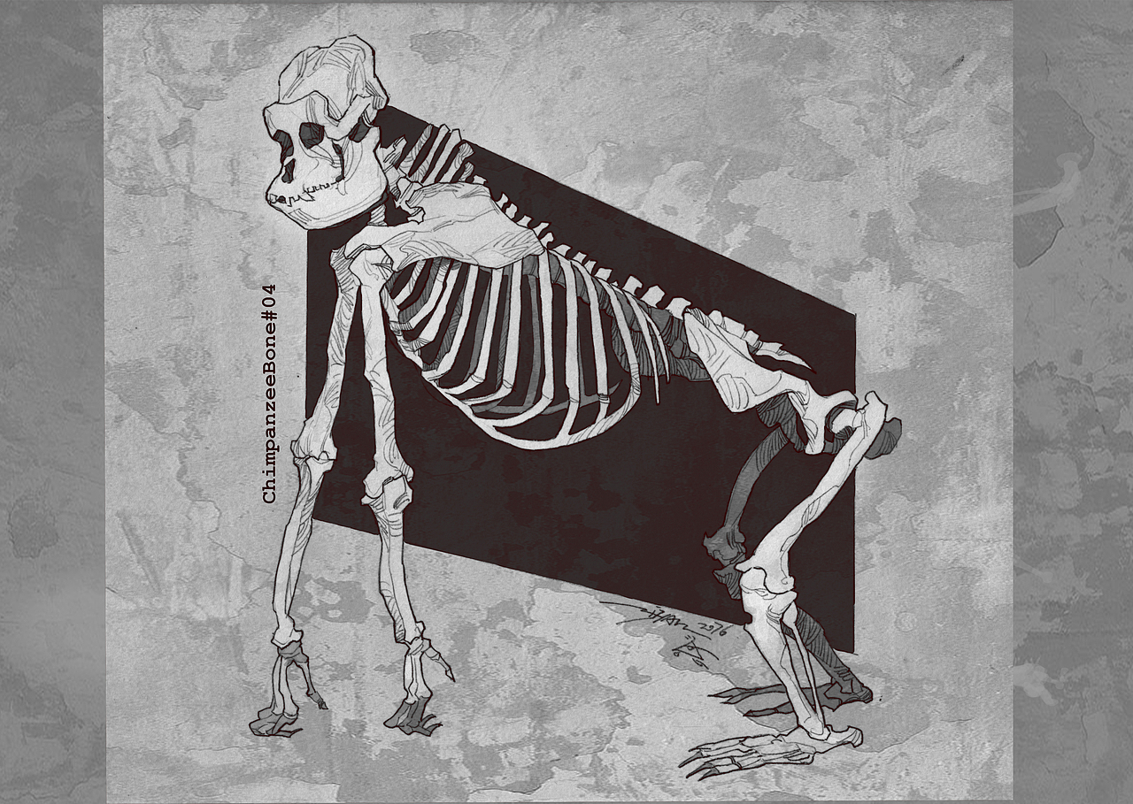 Animal Skeleton  2019