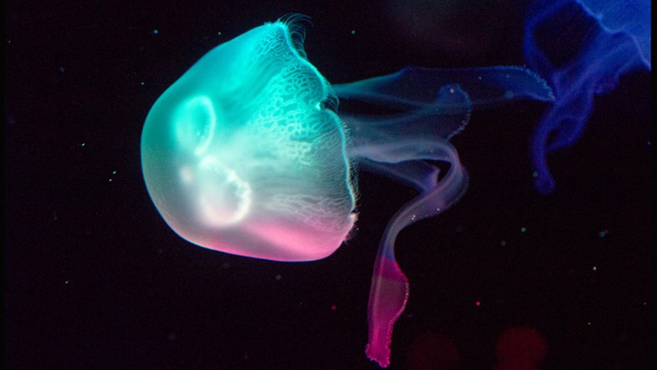 桃花水母仿生饮水机