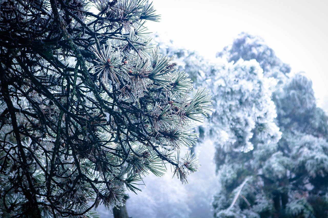 【庐山•雾凇】（图ZMTAyMjMwNjg0） - 风光摄影 - 站酷设计师新权原创素材 - 站酷ZCOOL