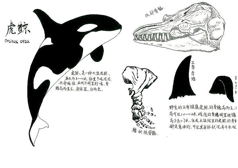 虎鲸素描图片