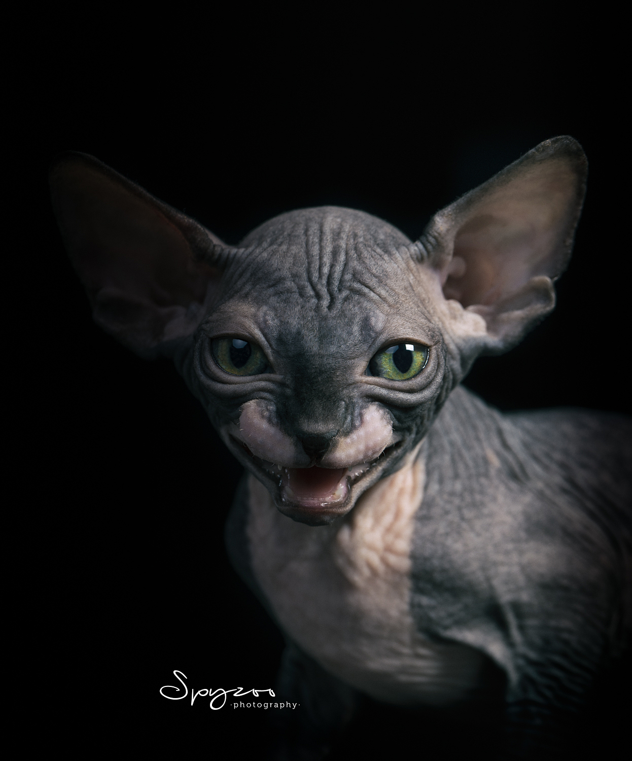 SPYZOO猫赛猫照片之「斯芬克斯无毛猫」