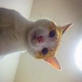 韓小猫的头像