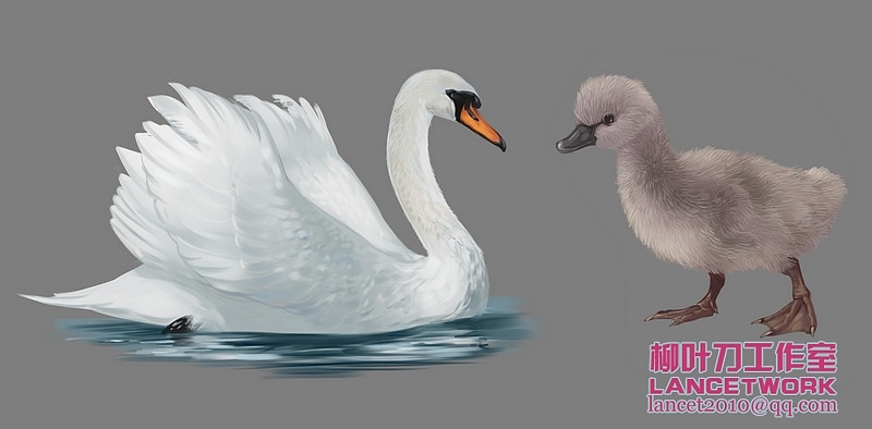 动植物插画小品