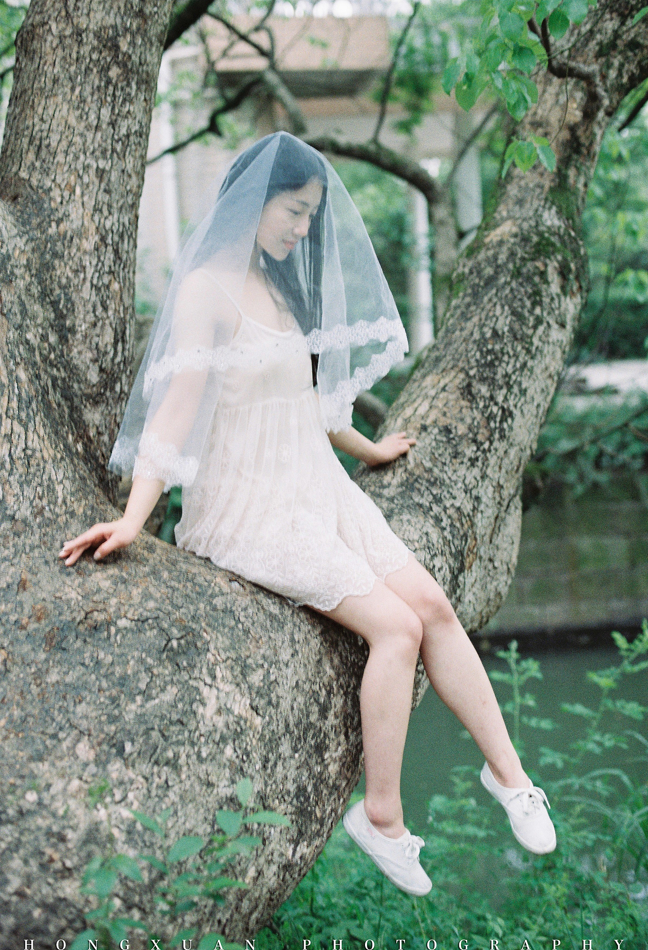 那颗树和那片头纱