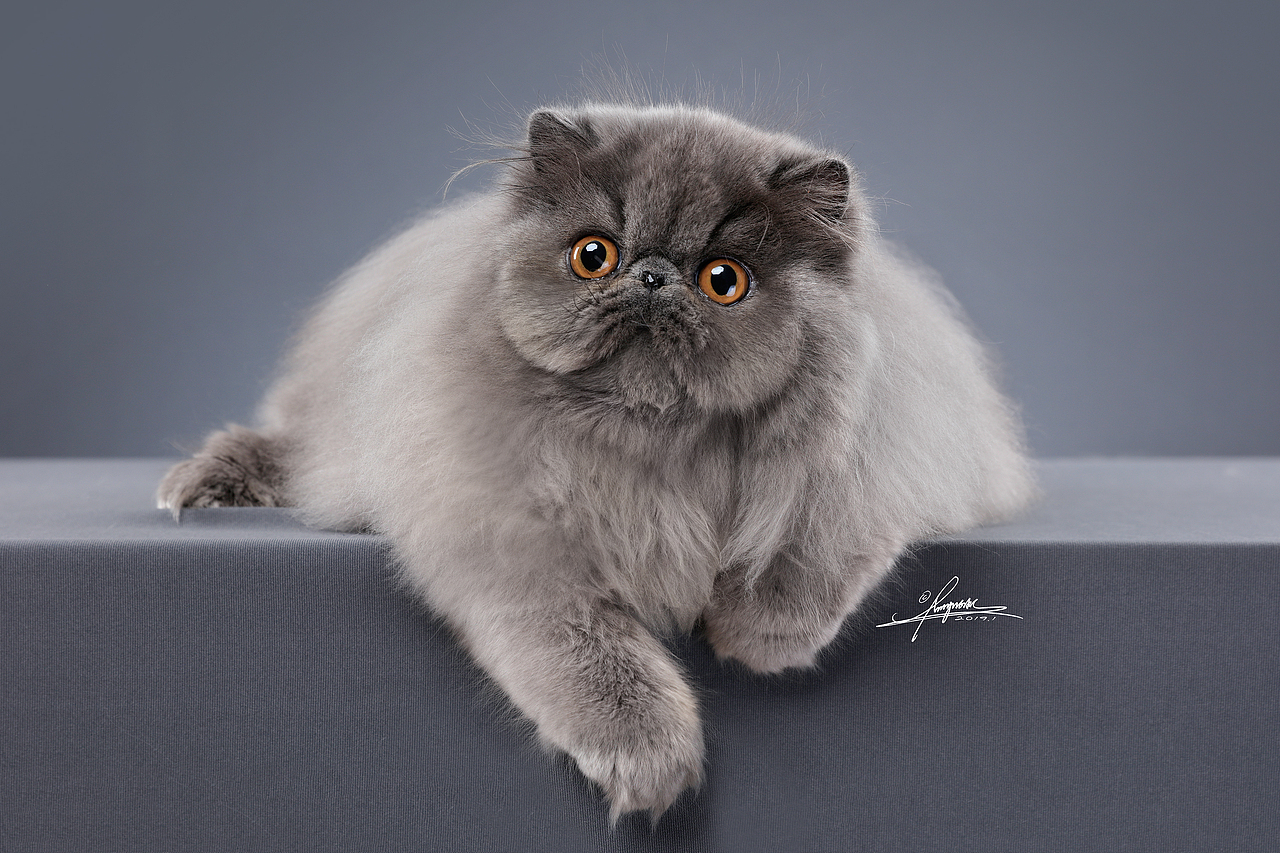 波斯猫AMYWORKS,拍摄于四川·成都