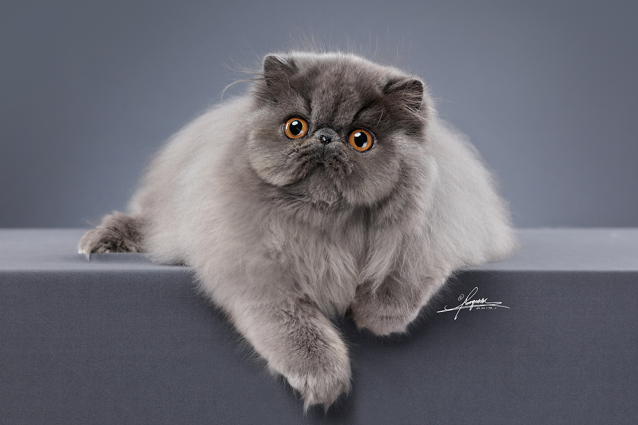 波斯猫amyworks,拍摄于四川·成都|摄影|宠物摄影|amyworks赛猫摄影