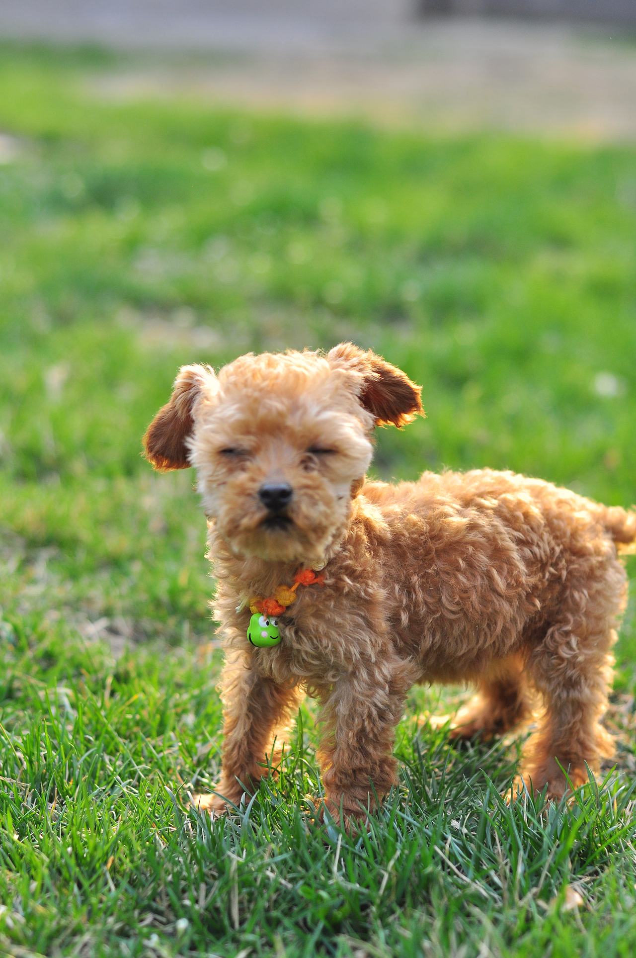 设计师的宠物摄影（图ZODA4NjExNTY=） - 宠物摄影 - 站酷设计师徐志友原创素材 - 站酷ZCOOL