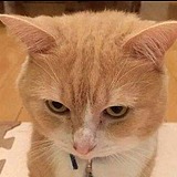 高老大的猫的头像