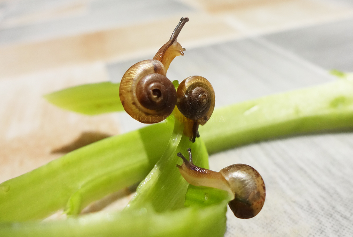 三只蜗牛奇遇记