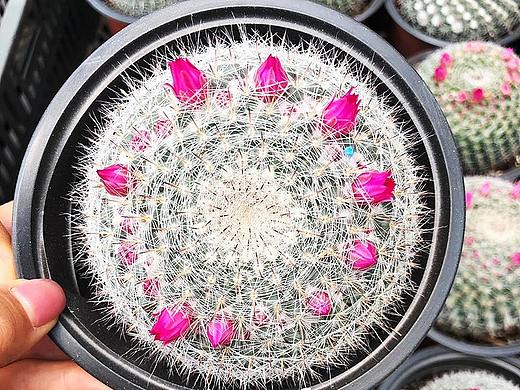 云南东南亚多肉绿植（个人主页-ZMzUzNzEyNDA=） - 产品摄影 - 站酷设计师绿植玩家原创素材 - 站酷ZCOOL