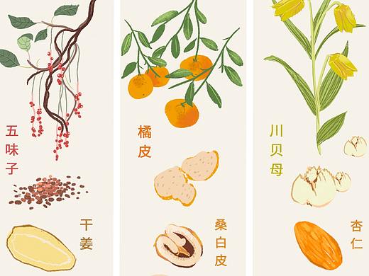 商业插画 — 中草药 植物插画