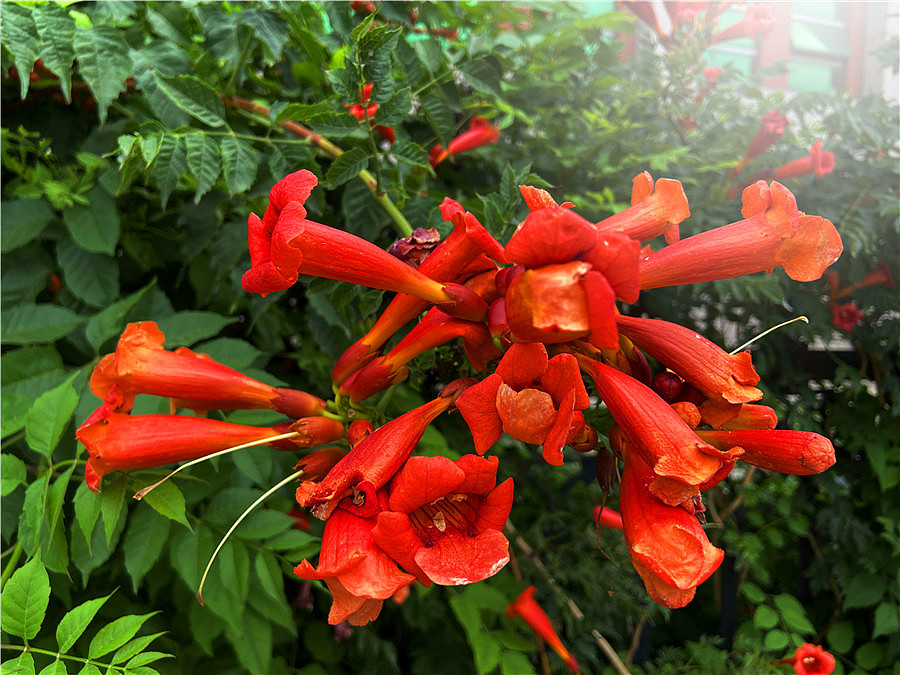 刘勇良手机纪实摄影:凌霄花开红艳艳