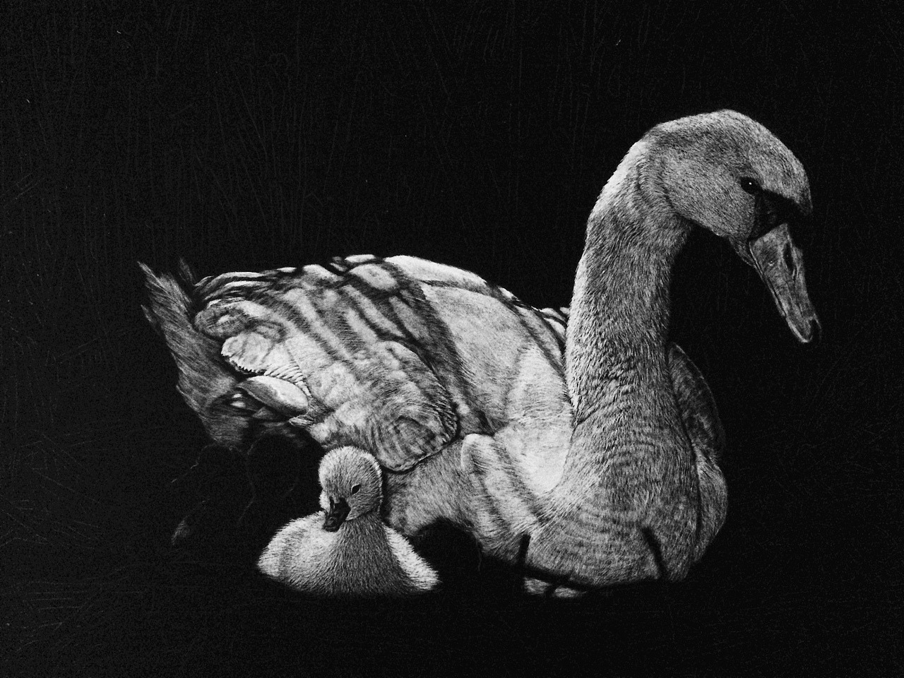 李子哥刮画作品《鹅娘》