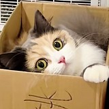 猫阿1205的头像