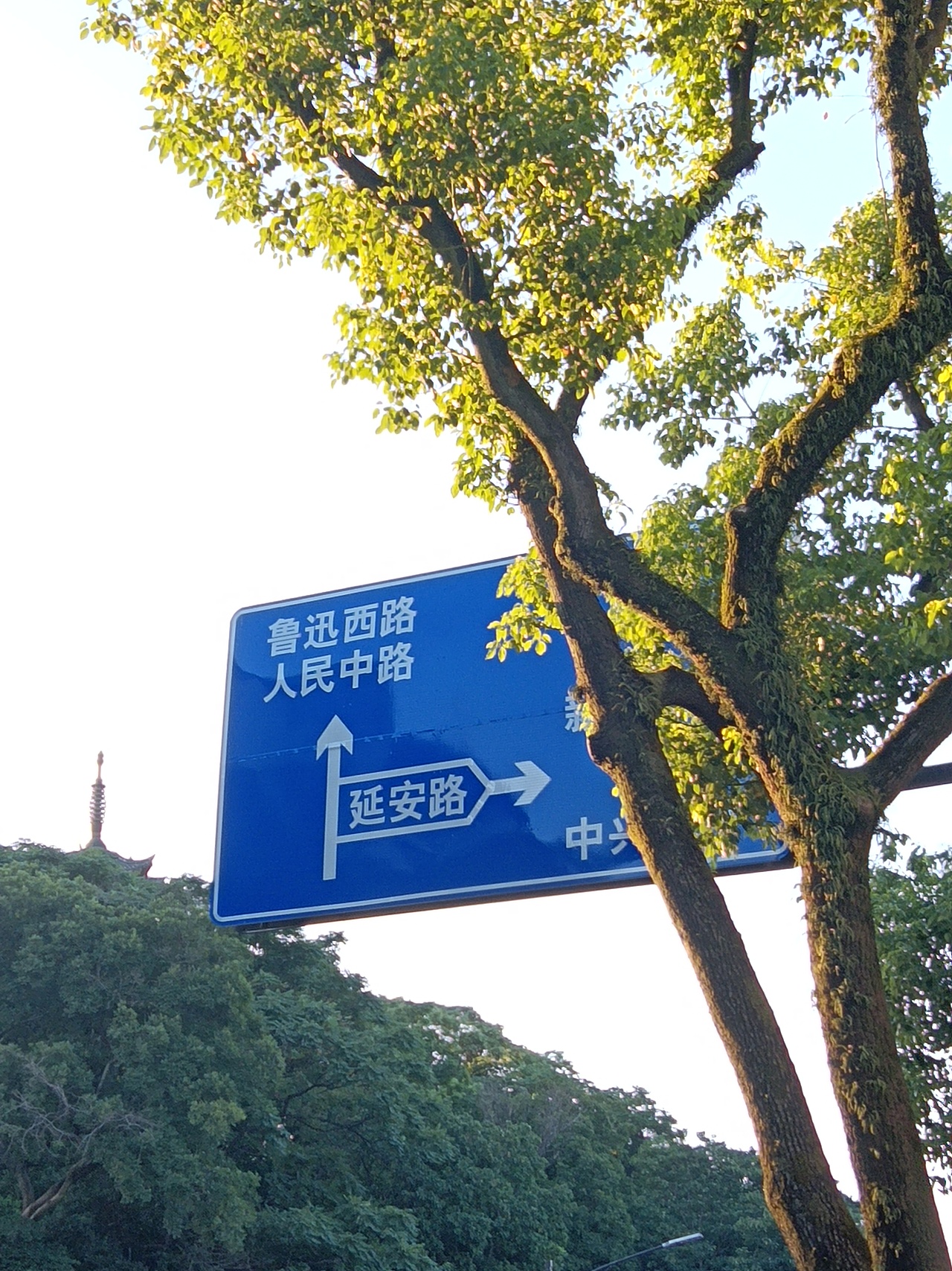 树在阳光照耀下枝繁叶茂