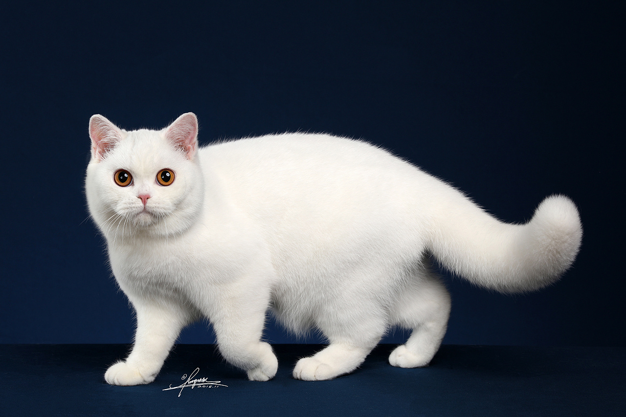 英国短毛猫|摄影|动物|AMYWORKS赛猫摄影 - 原创作品 - 站酷 (ZCOOL)