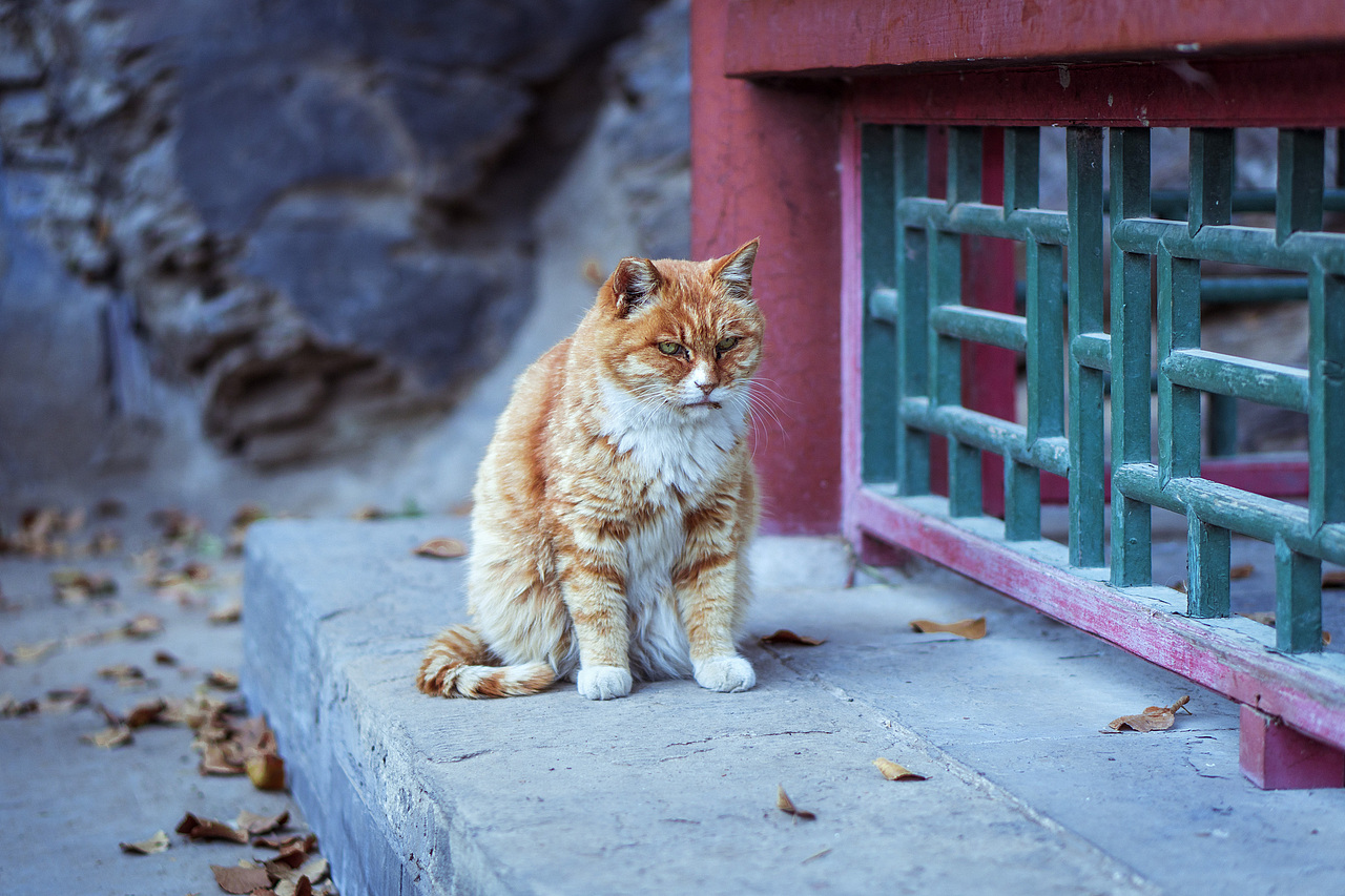 满城秋色的京城（图ZMjM1NjAyNTUy） - 风光摄影 - 站酷设计师小红帽JN原创素材 - 站酷ZCOOL