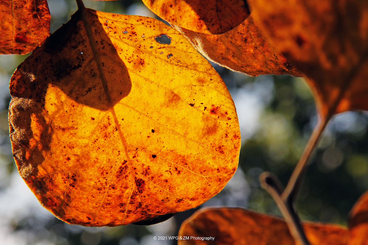 《 一叶知秋 》