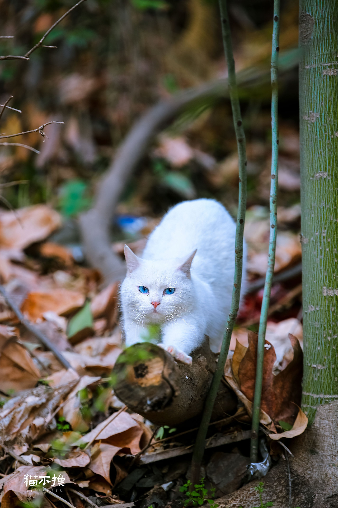 山猫日记20210613