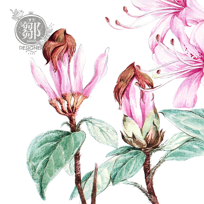 杜鹃花系列——广西杜鹃（图ZNzc5OTI3MDQ=） - 商业插画 - 站酷设计师鄒慶原创素材 - 站酷ZCOOL
