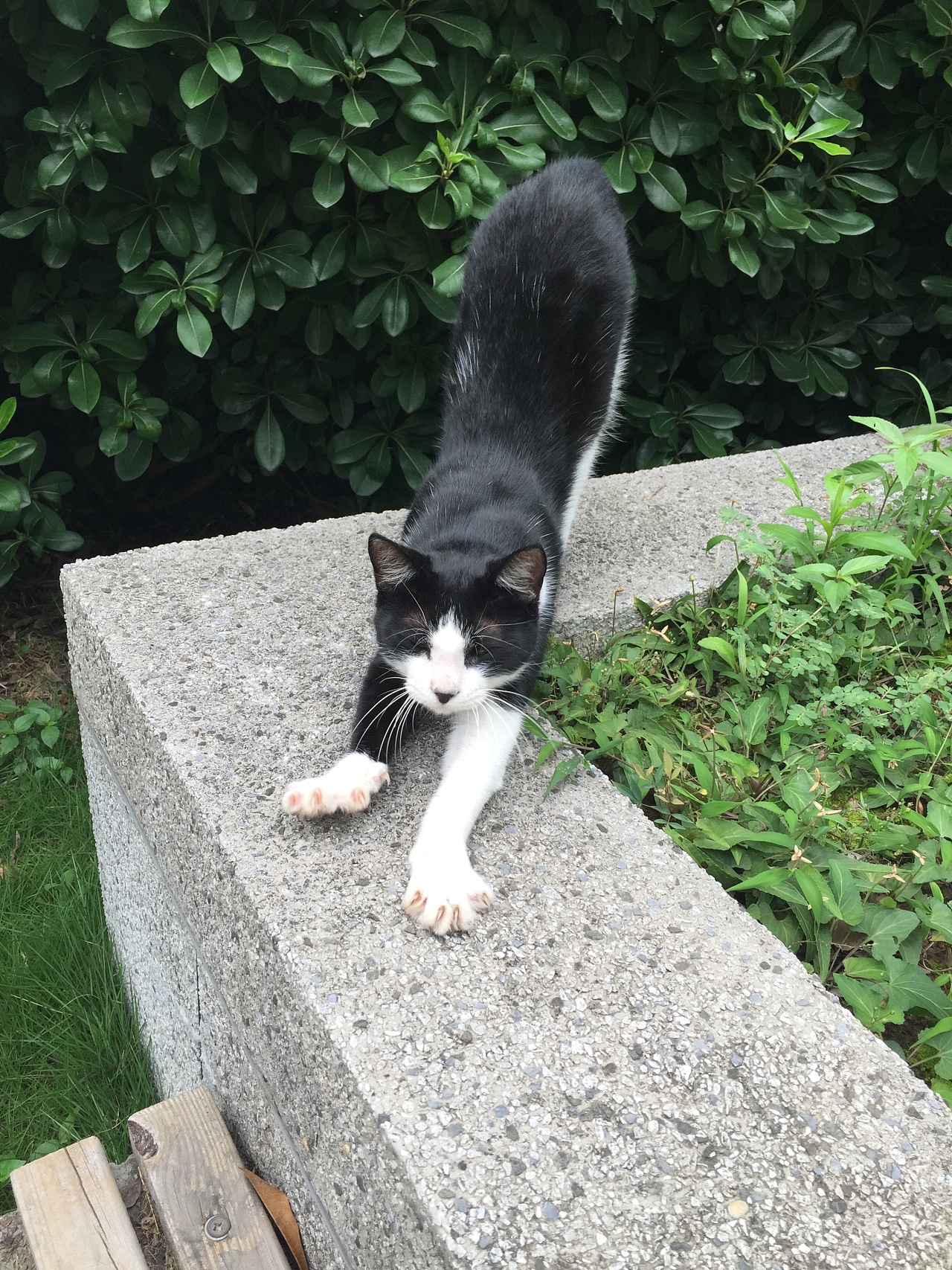 水墨喵星人东北揣