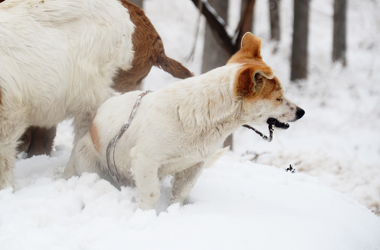2015，邯鄲，第一場雪（圖ZMjQzMjQ1MDg=） - 風光攝影 - 站酷設計師中仁原創(chuàng)素材 - 站酷ZCOOL