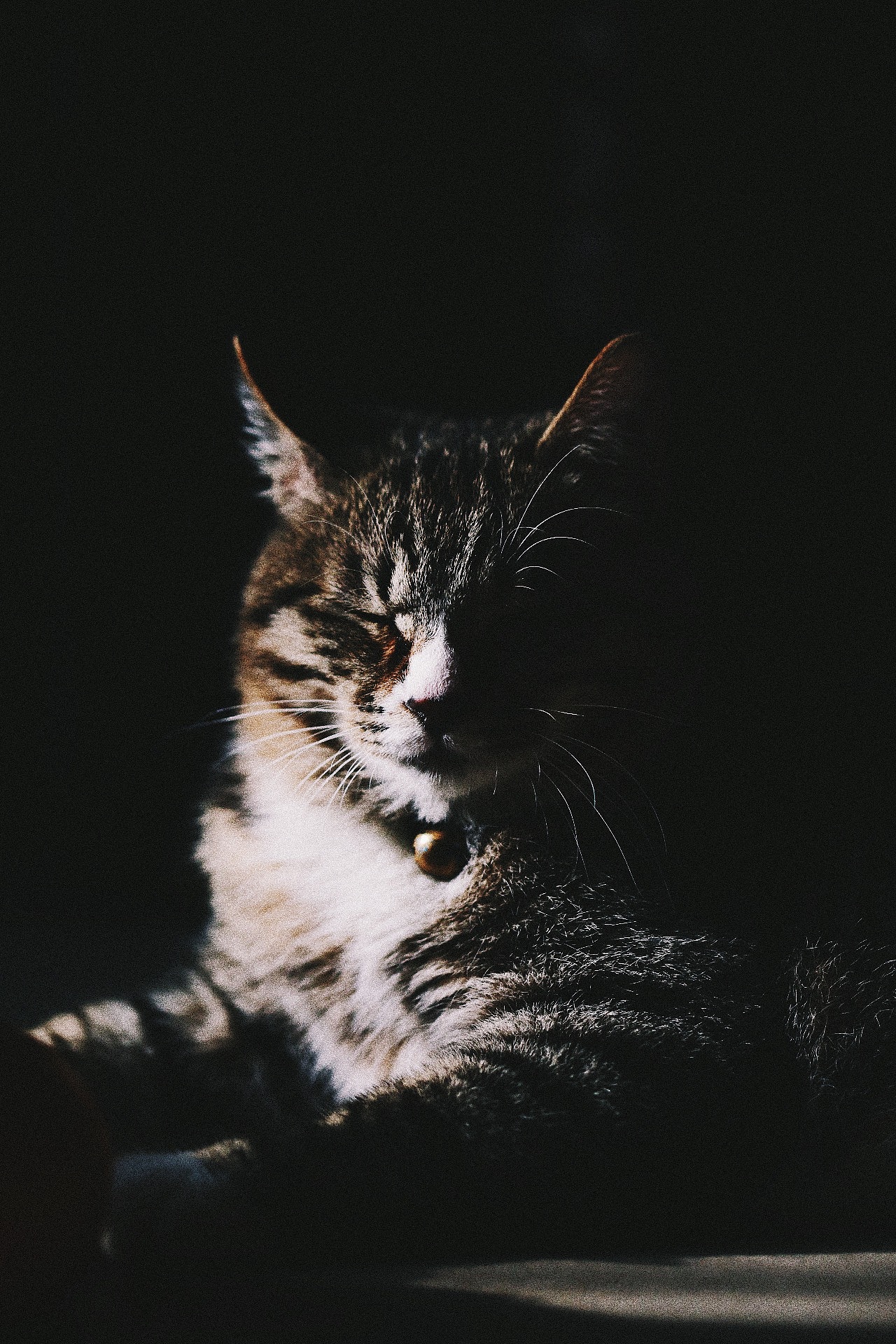 走哥初长成（图ZNjU0NDA2OTI=） - 宠物摄影 - 站酷设计师未央weiwei原创素材 - 站酷ZCOOL