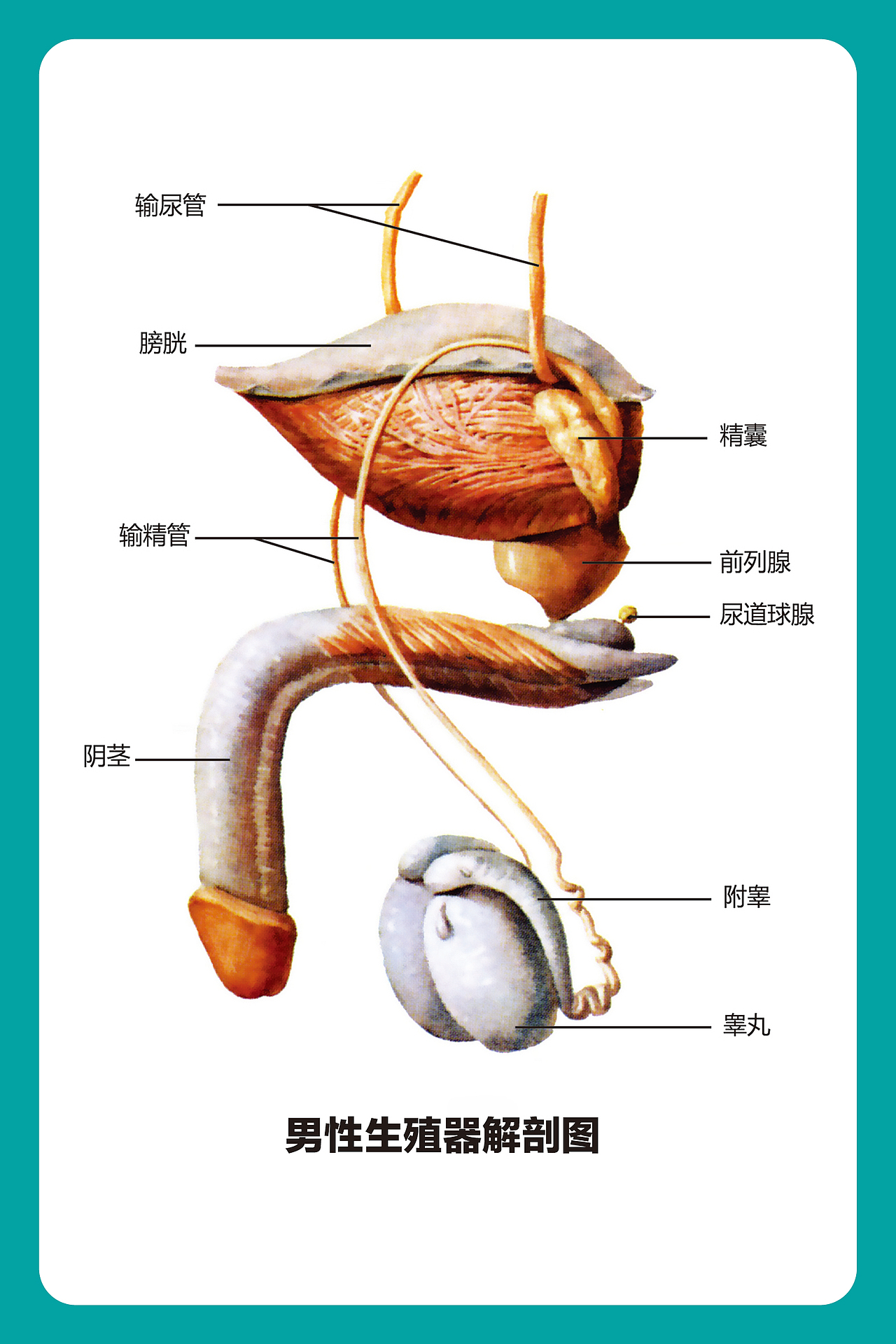 医用人体解剖图