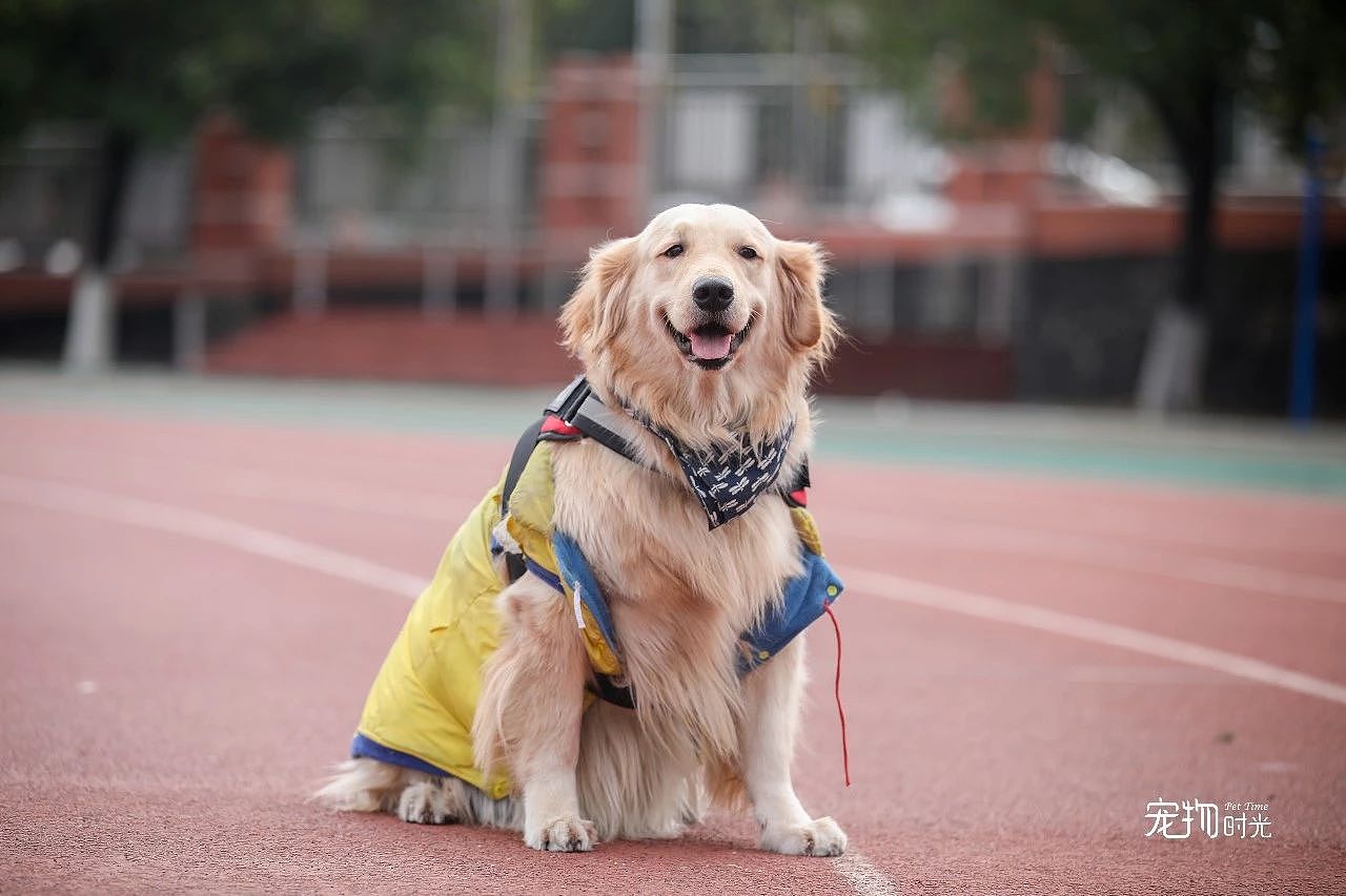 华农宠物嘉年华的小可爱们（图ZMTQwNzQzNzM2） - 宠物摄影 - 站酷设计师宠物时光原创素材 - 站酷ZCOOL