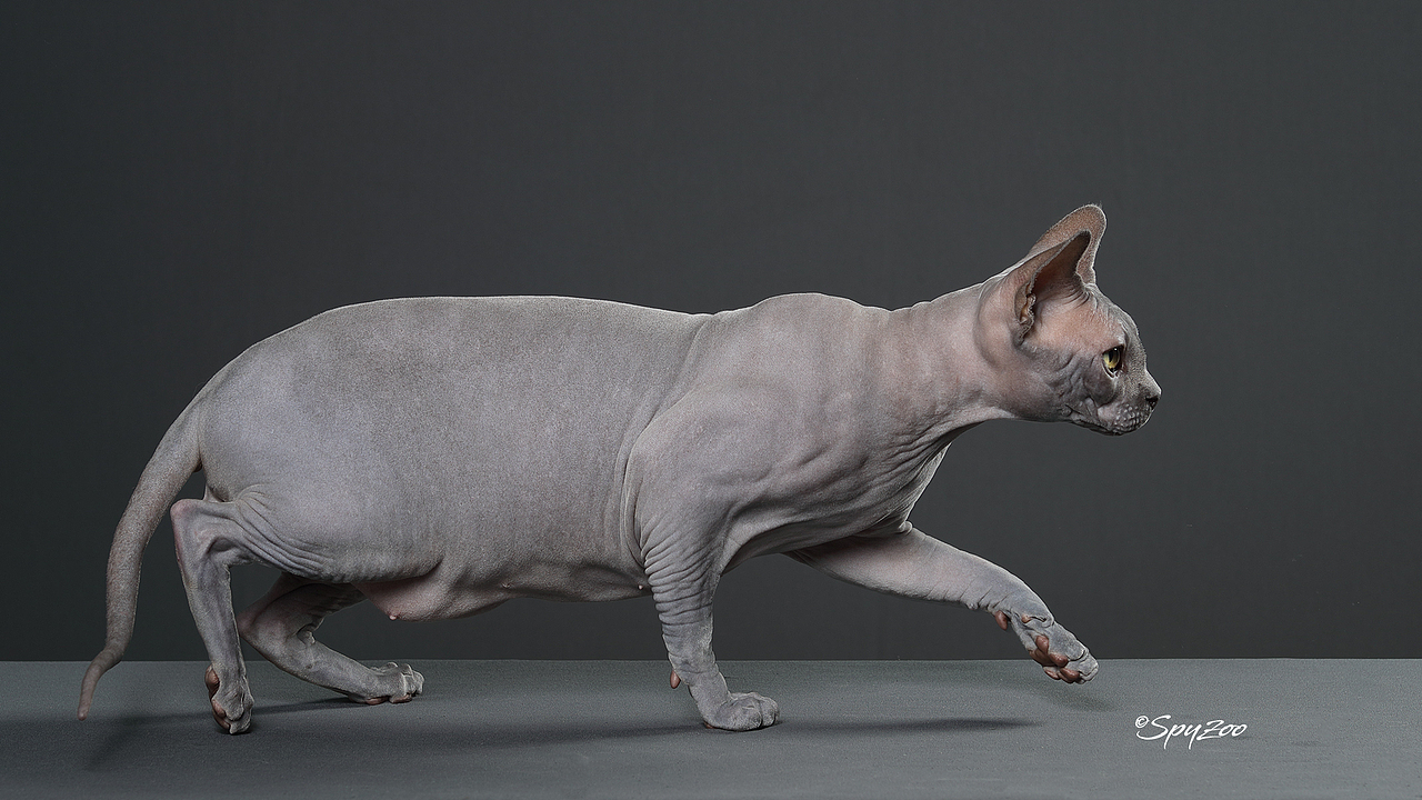 SPYZOO猫赛猫照片之「斯芬克斯无毛猫」（图ZMTY0MDc1Njgw） - 宠物摄影 - 站酷设计师spyzoo原创素材 - 站酷ZCOOL