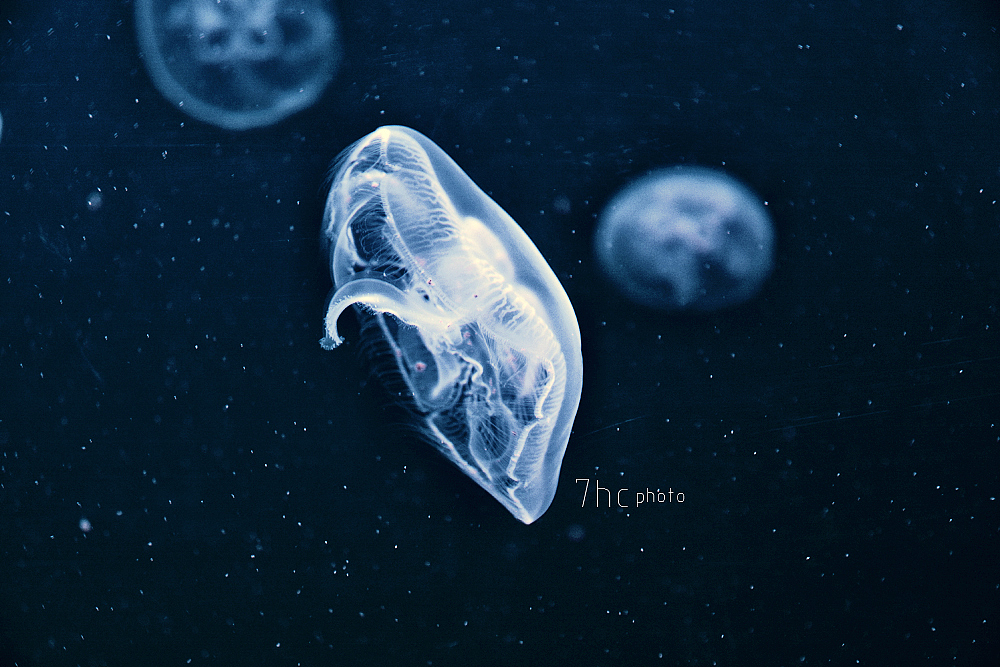 深海生物...（图ZMTE3OTYxNTY0） - 风光摄影 - 站酷设计师七号仓原创素材 - 站酷ZCOOL