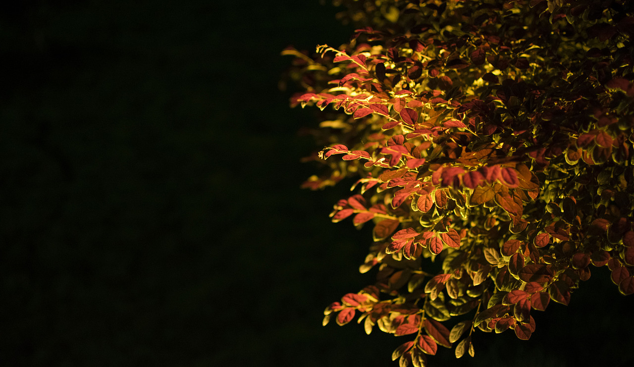 夜景 灯光 树叶 光斑