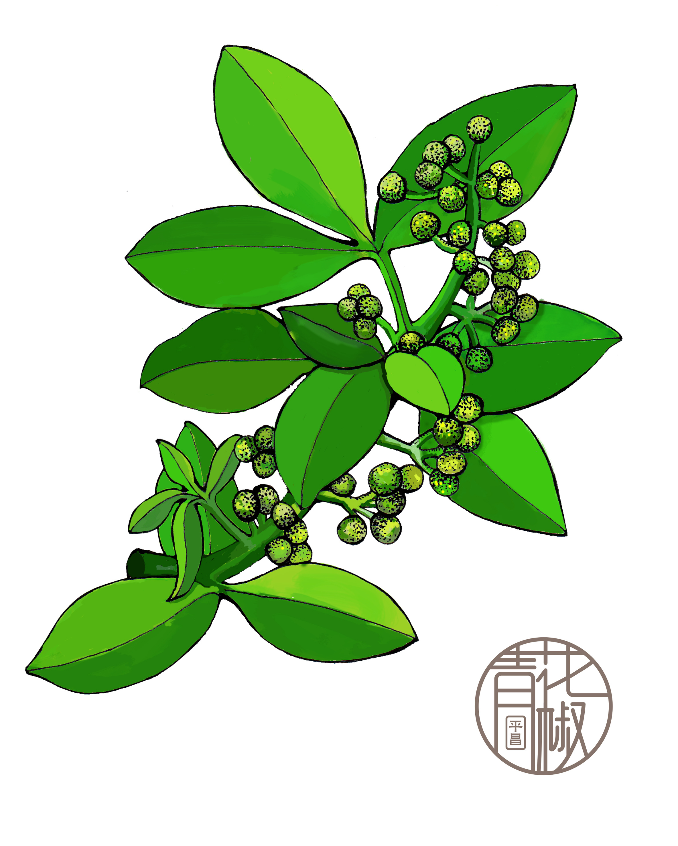 飞机稿-"平昌青花椒"产品包装设计 整体设计方案一