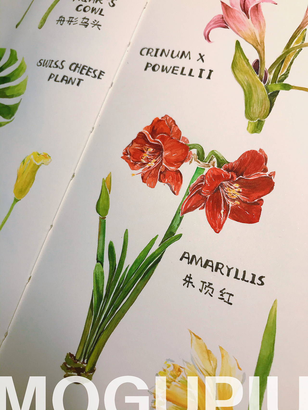 蘑菇PIU的自然笔记 关于春天 关于花开