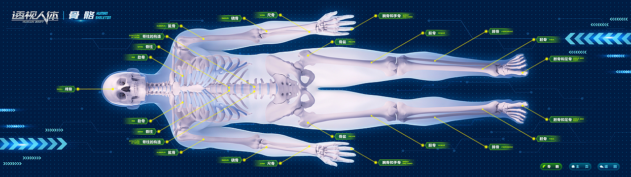 科技馆多媒体触摸屏-透视人体
