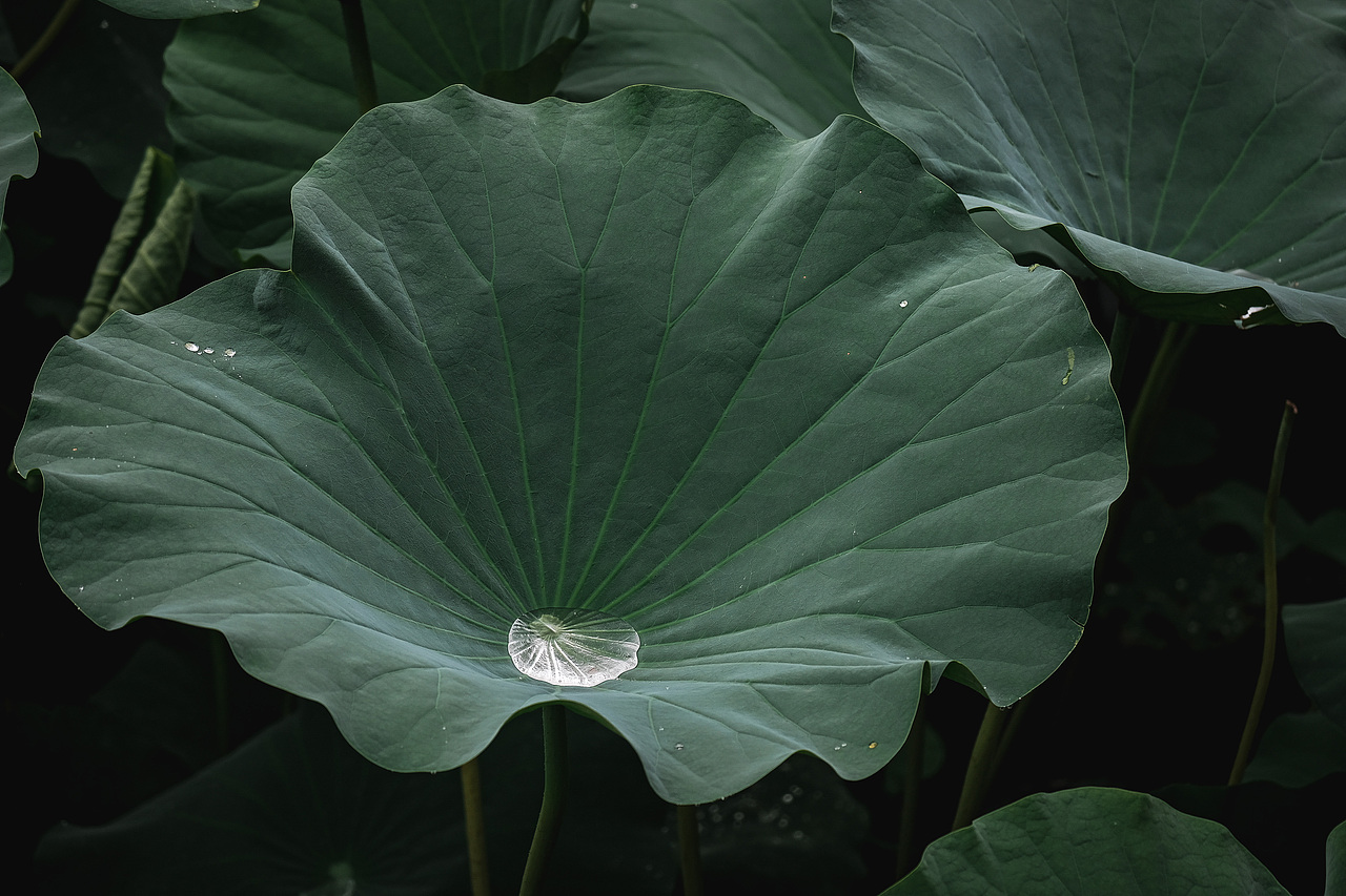 荷花（图ZMzEwNjc5OTM2） - 风光摄影 - 站酷设计师SamRock原创素材 - 站酷ZCOOL