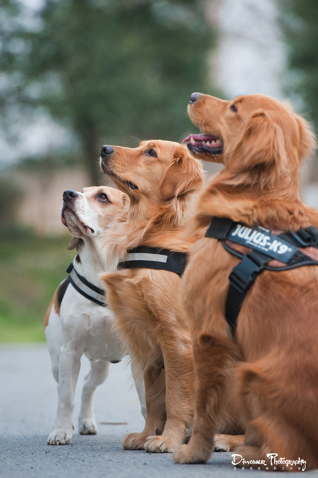 【恐龙】宠物摄影嘉兴站-金毛和比格的组合（图ZNjk0NjQ1MjA=） - 宠物摄影 - 站酷设计师恐龙宠物摄影原创素材 - 站酷ZCOOL
