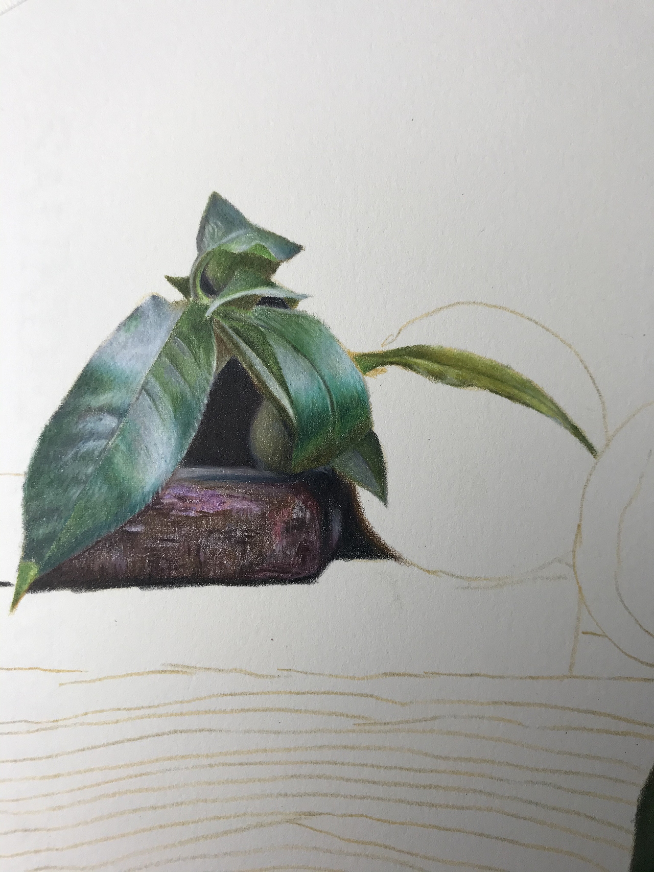 彩铅静物系列之黄桃霹雳马偏写实风格寻找彩铅大神