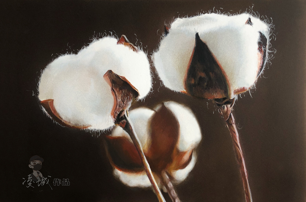 彩铅《棉花》