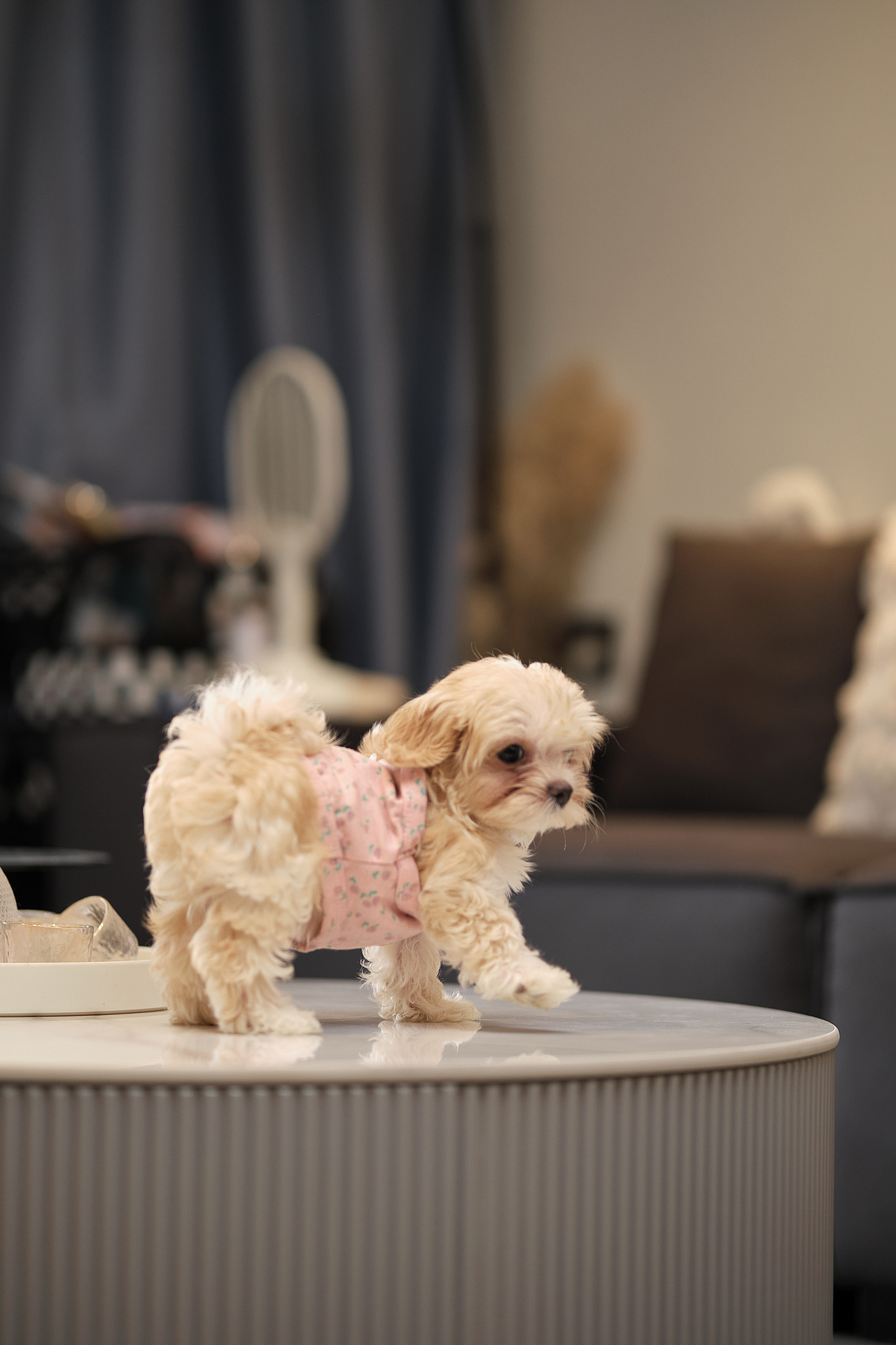 马尔济斯大奶狗