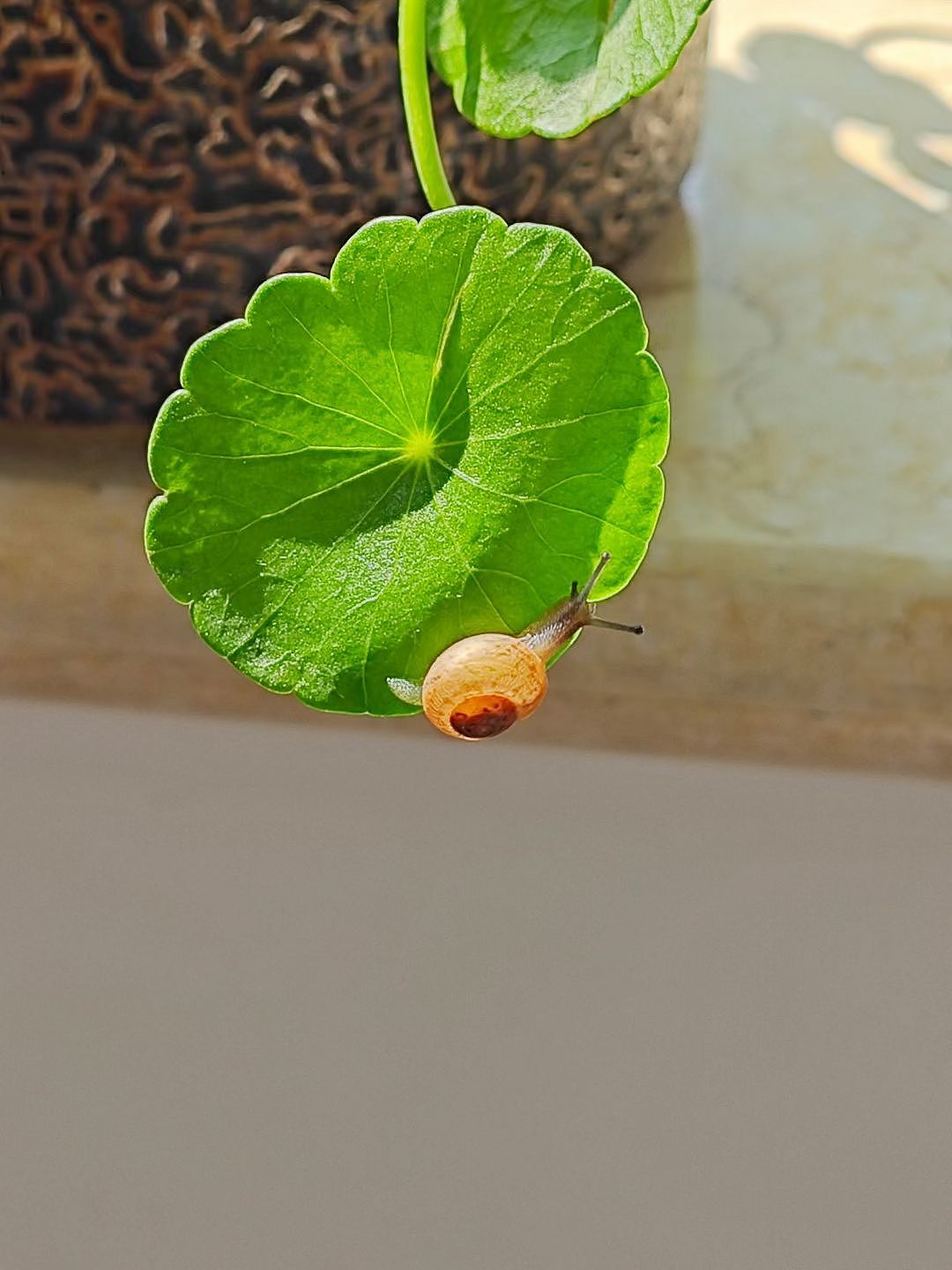小蜗牛与铜钱草（图ZMzUzOTc4NTQ0） - 宠物摄影 - 站酷设计师喜阳阳哦原创素材 - 站酷ZCOOL