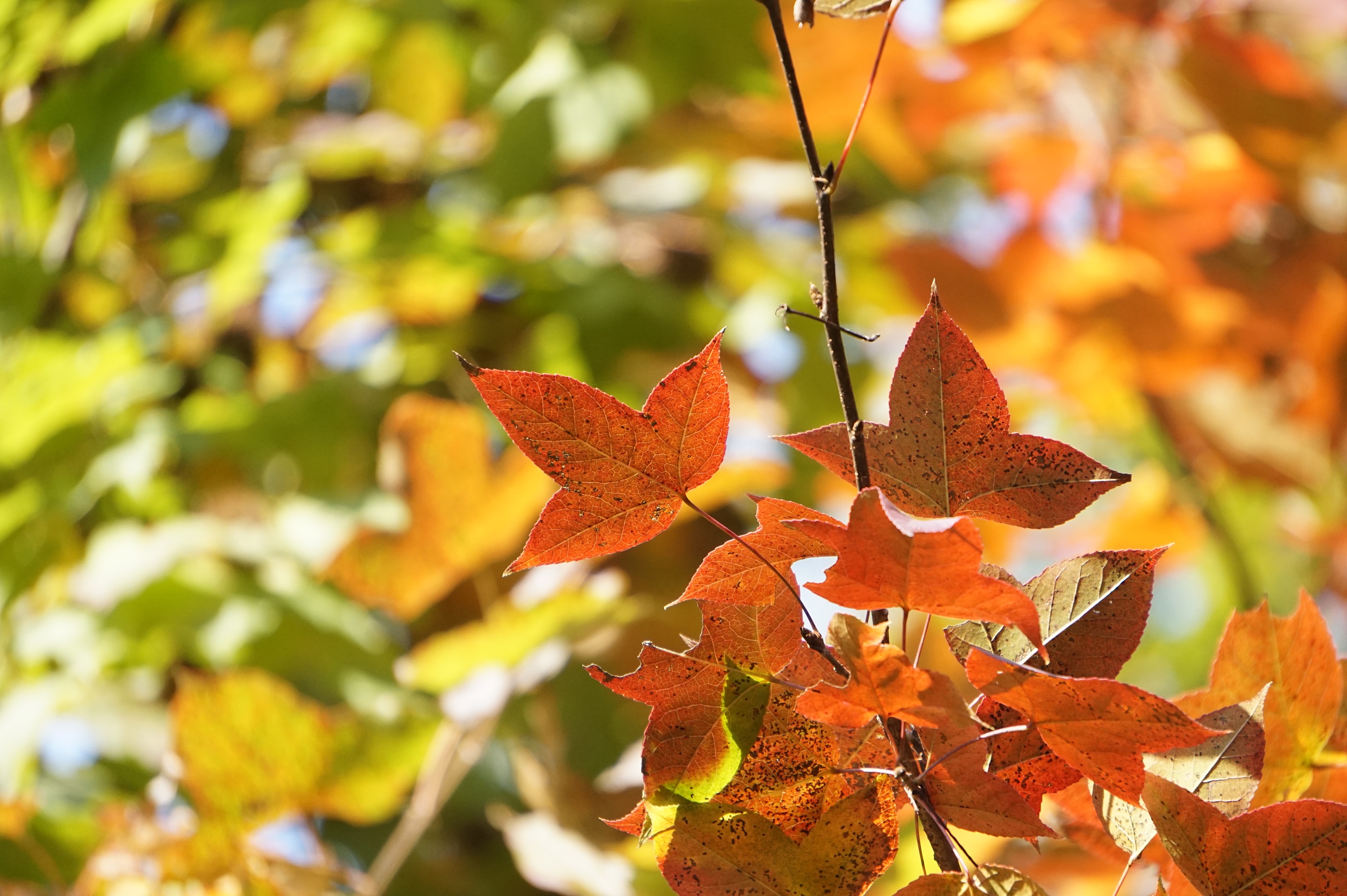 春城秋景|摄影|风光摄影|jk跳不高 - 原创作品 - 站酷 (zcool)