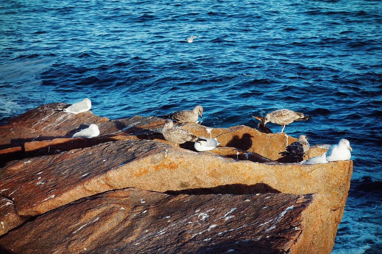 美国大叔的宁静与繁华