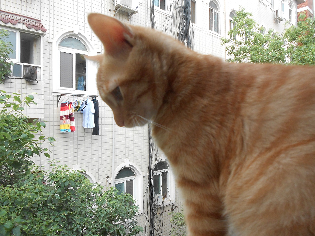 我家的猫猫(图ZMjU3NzExODg=) - 宠物摄影 - 站酷设计师兰芯儿原创素材 - 站酷ZCOOL