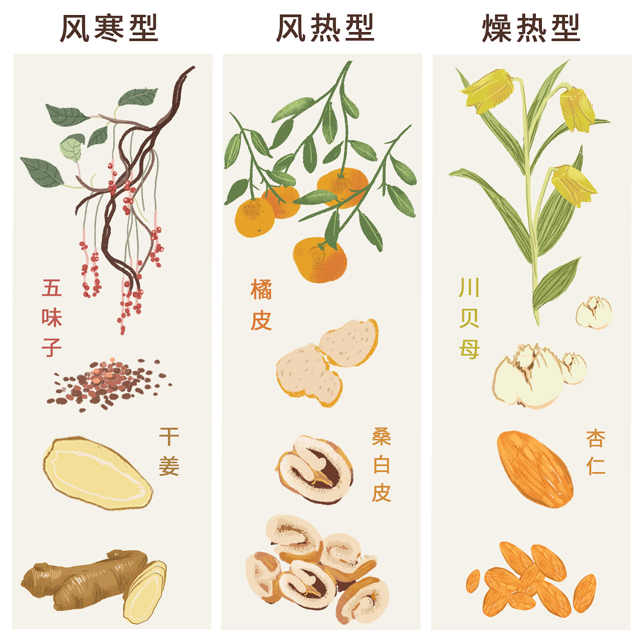 商业插画 — 中草药 植物插画