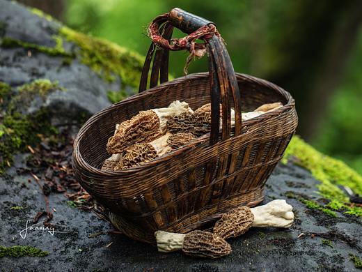 山野中の羊肚菌