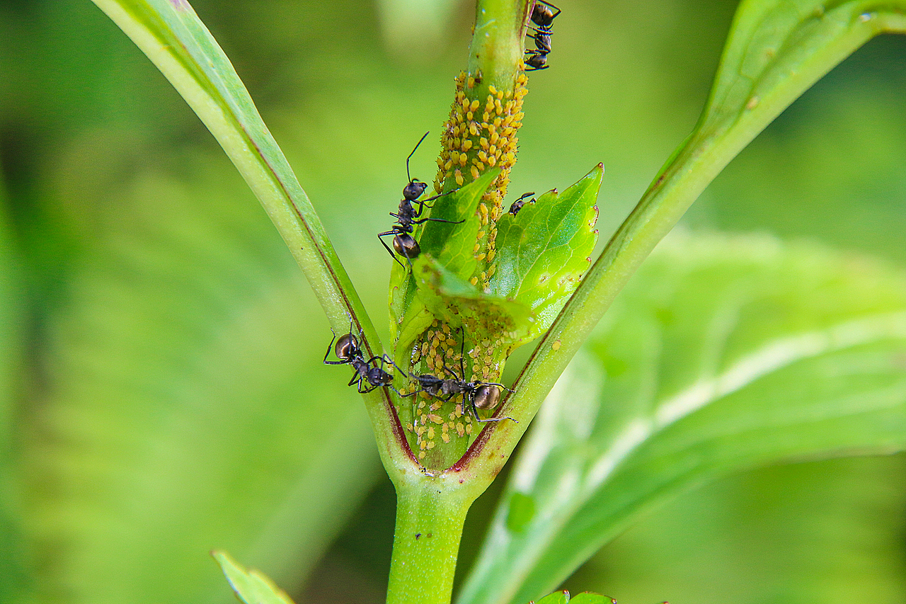 蚂蚁蚜虫
