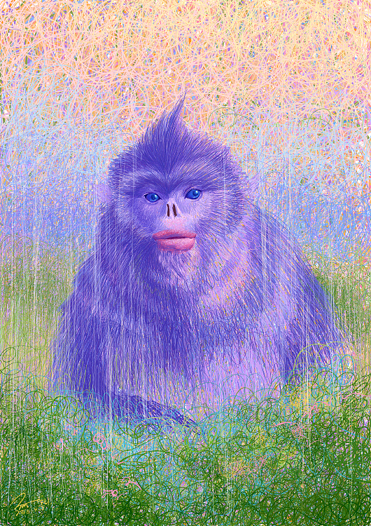 滇金丝猴,这是地球上最大的猴类,又是地球上海拔分布最高的灵长类动物